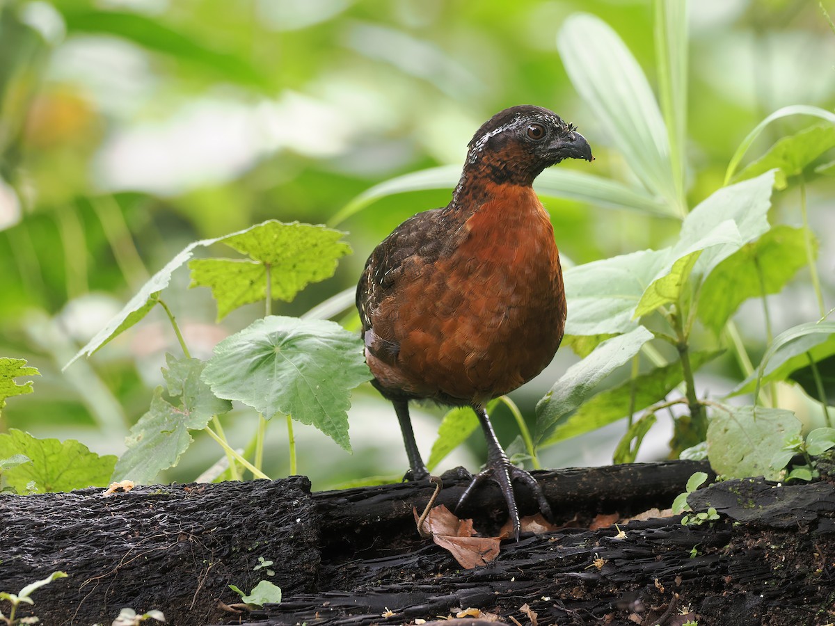 Rufous-breasted Wood-Quail - ML632291078