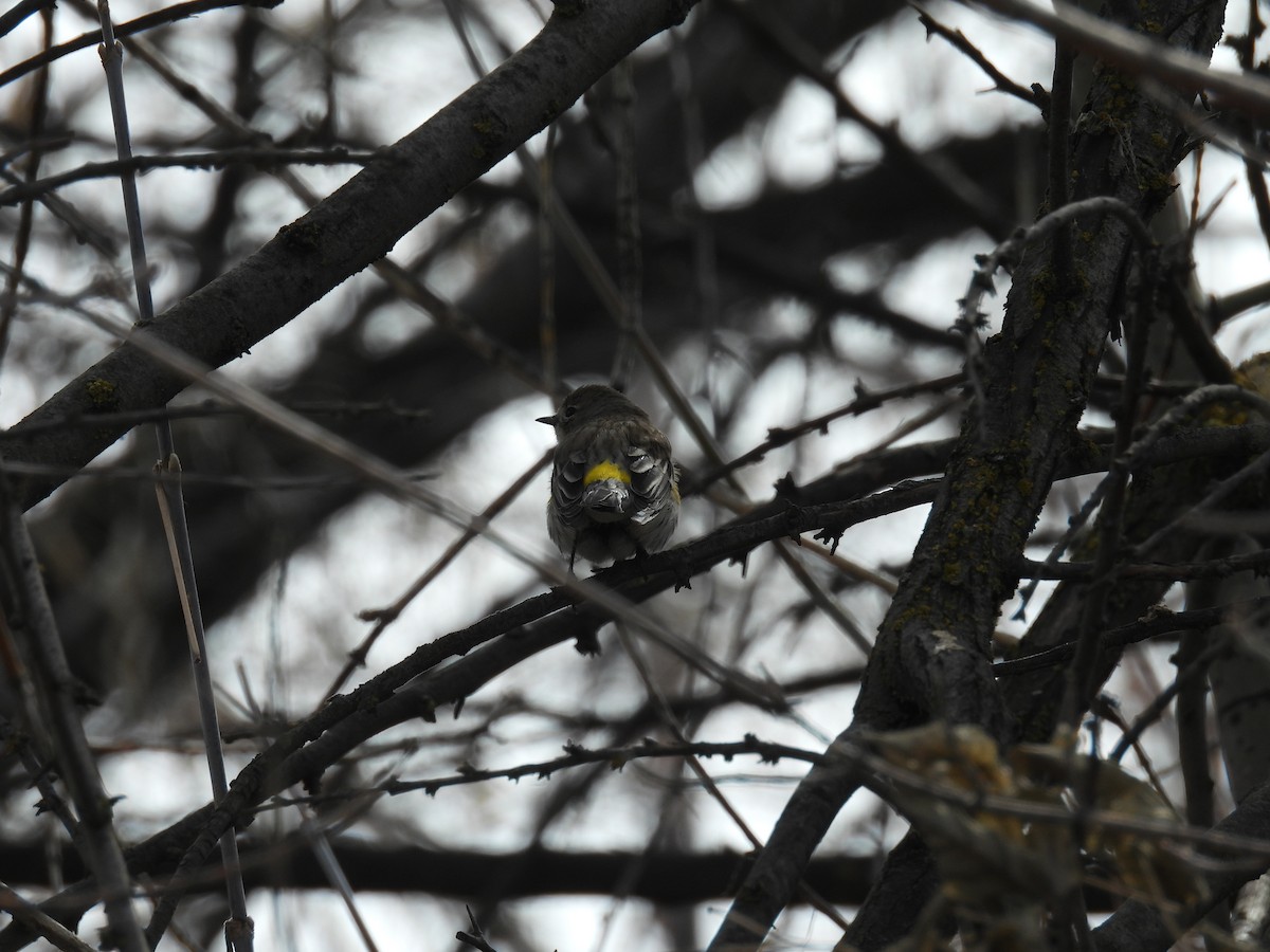 Yellow-rumped Warbler (Audubon's) - ML632291102