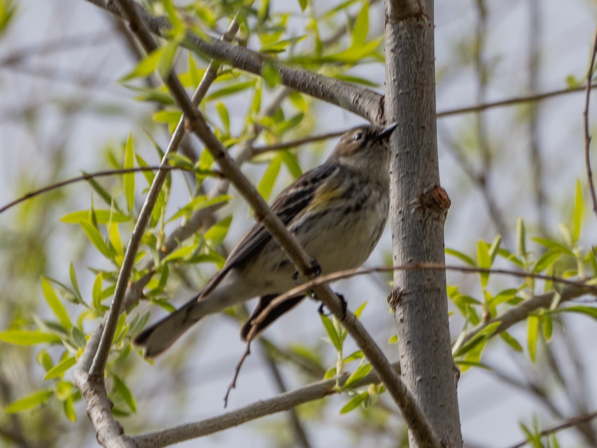 Yellow-rumped Warbler - ML632291201