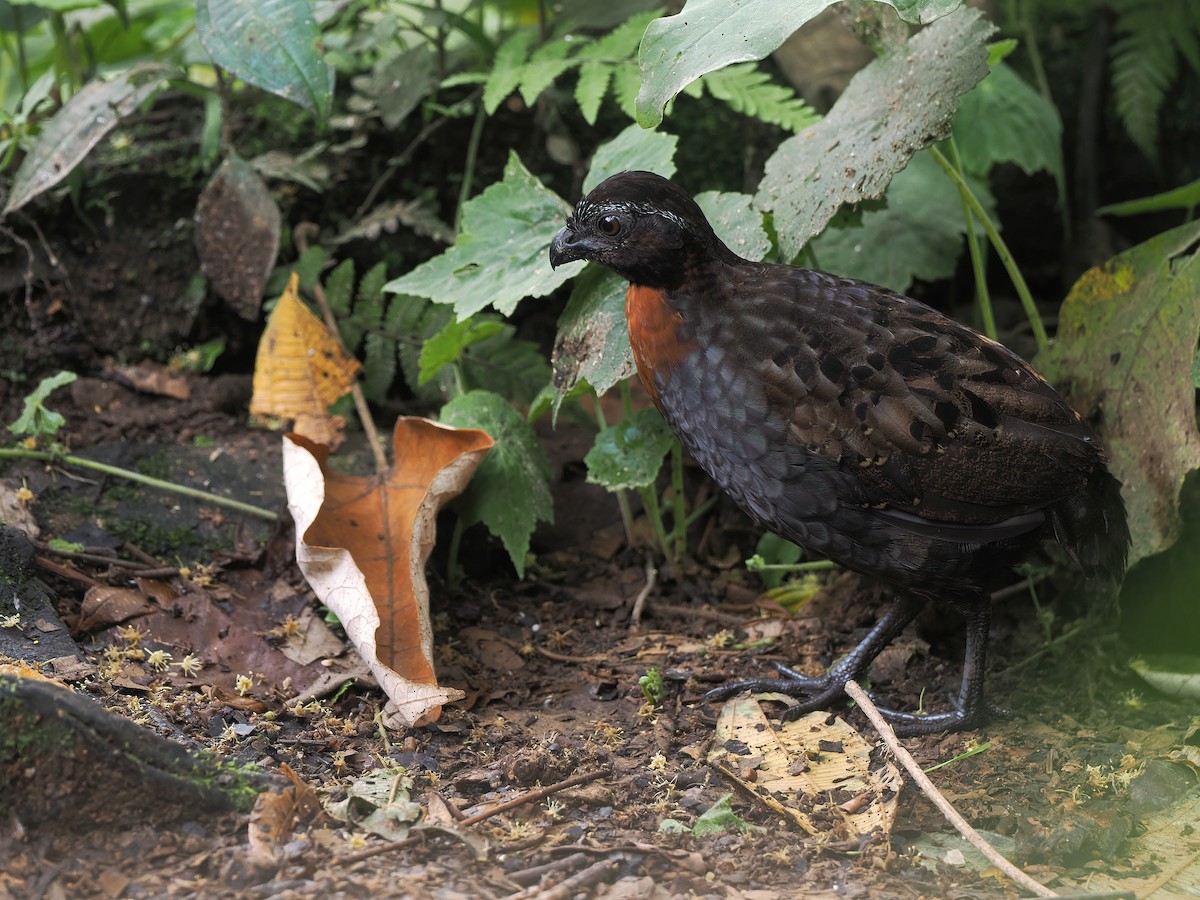 Rufous-breasted Wood-Quail - ML632291243