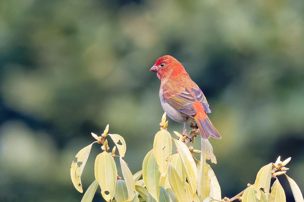 Crimson-browed Finch - ML632291322