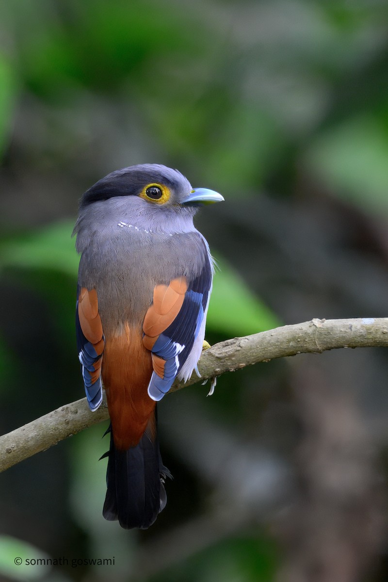 Gray-lored Broadbill - ML632291339