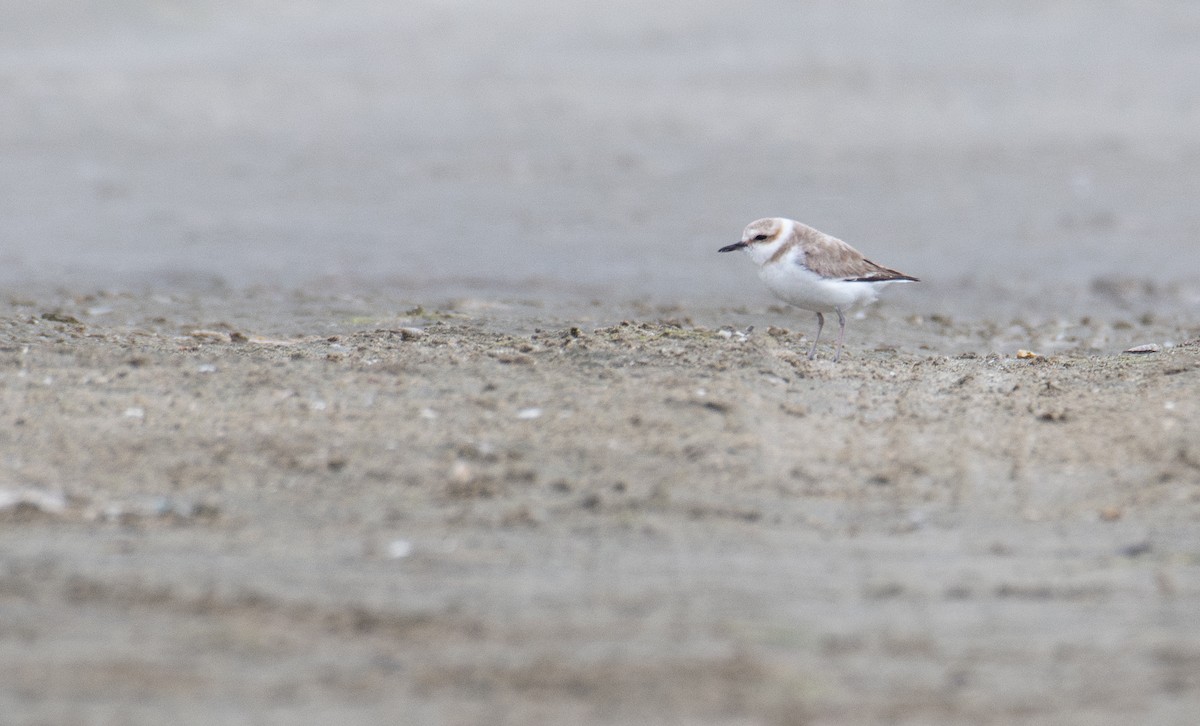 White-faced Plover - ML632291660