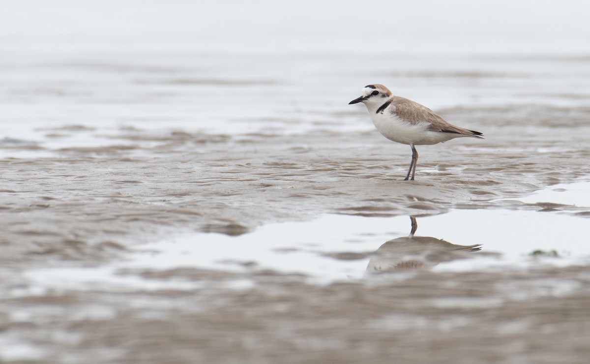 White-faced Plover - ML632291791