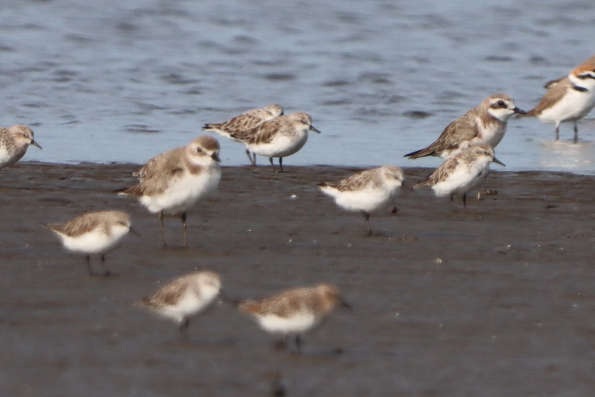 Tibetan Sand-Plover - ML632291801