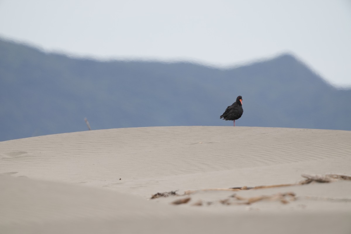 Variable Oystercatcher - ML632291933