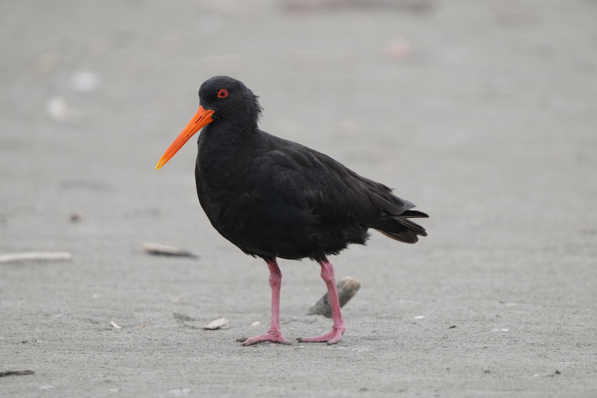 Variable Oystercatcher - ML632291934