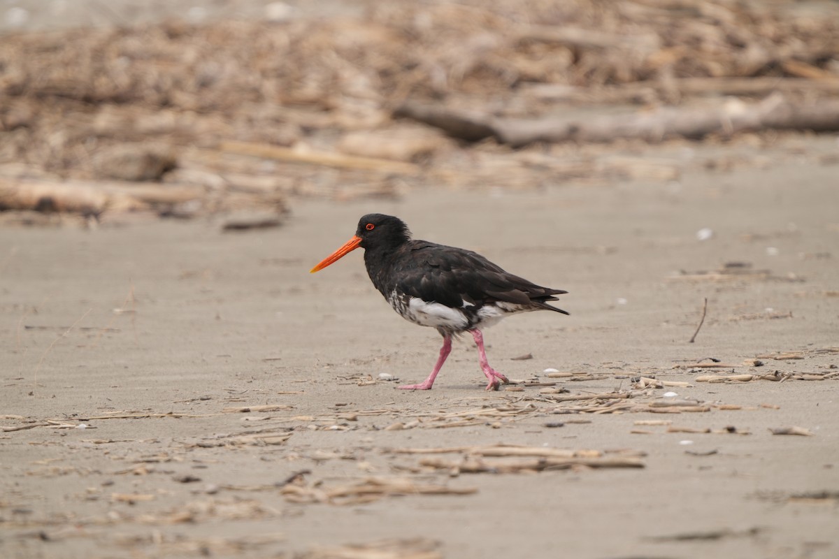 Variable Oystercatcher - ML632291935