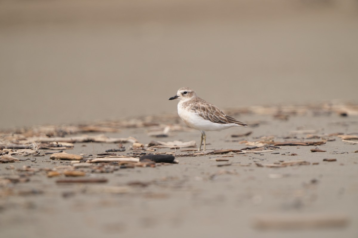 Red-breasted Dotterel - ML632291938