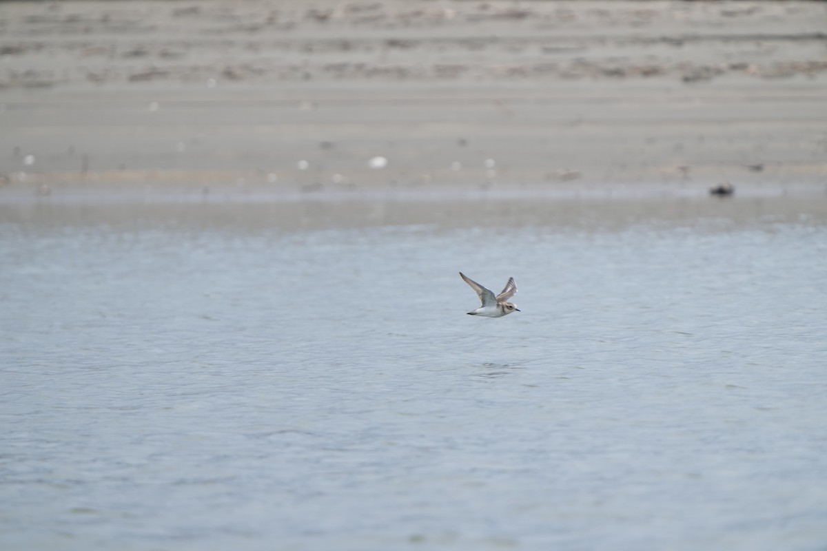 Red-breasted Dotterel - ML632291939