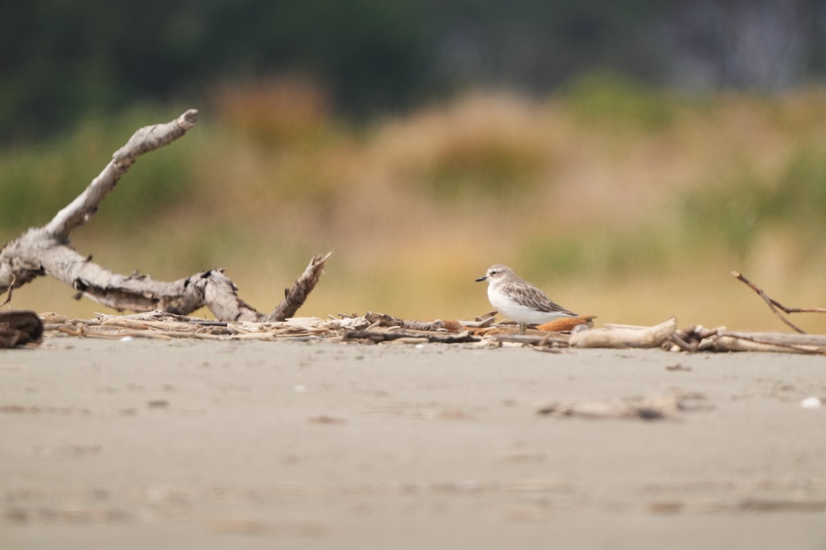 Red-breasted Dotterel - ML632291940