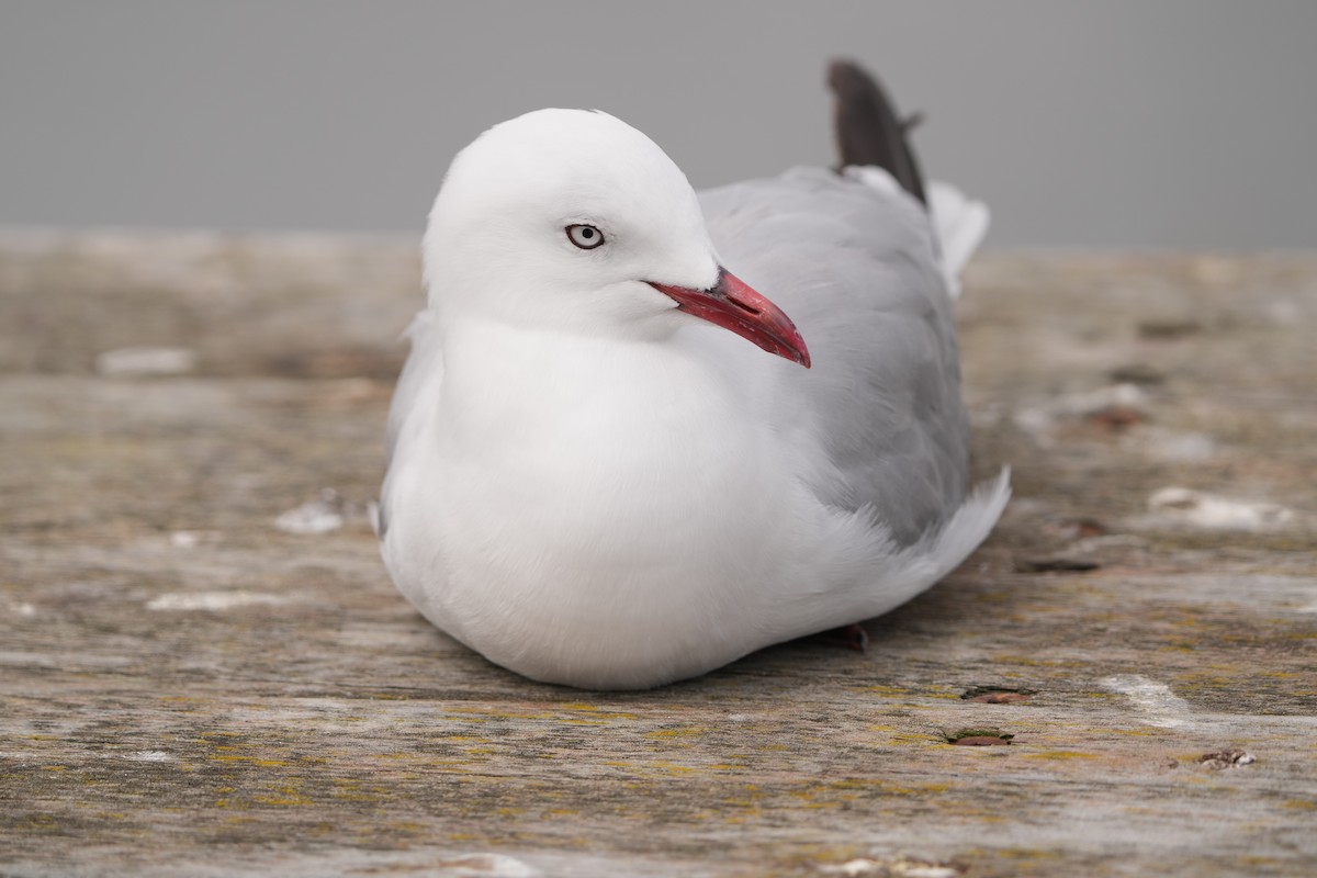 Silver Gull (Red-billed) - ML632291958