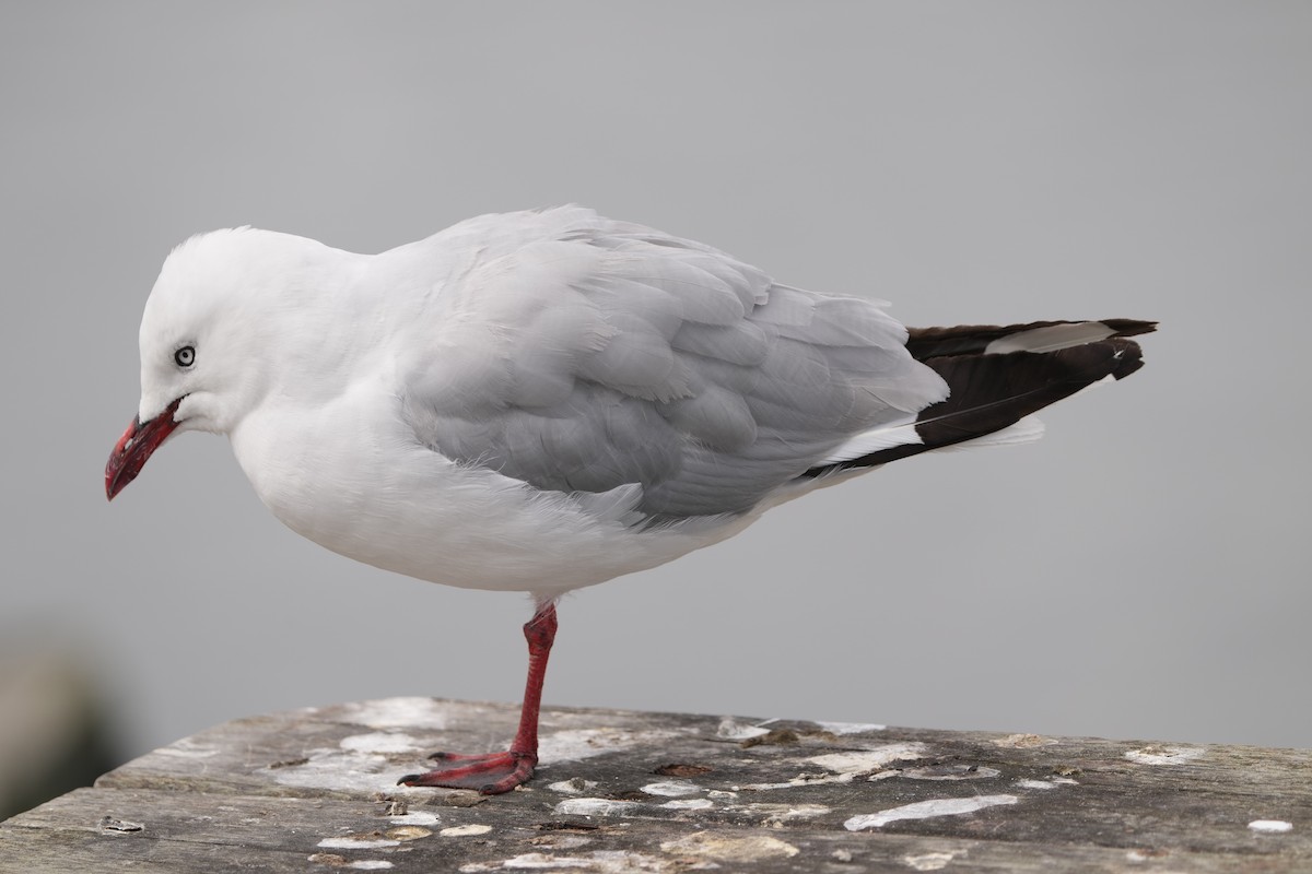 Silver Gull (Red-billed) - ML632291959