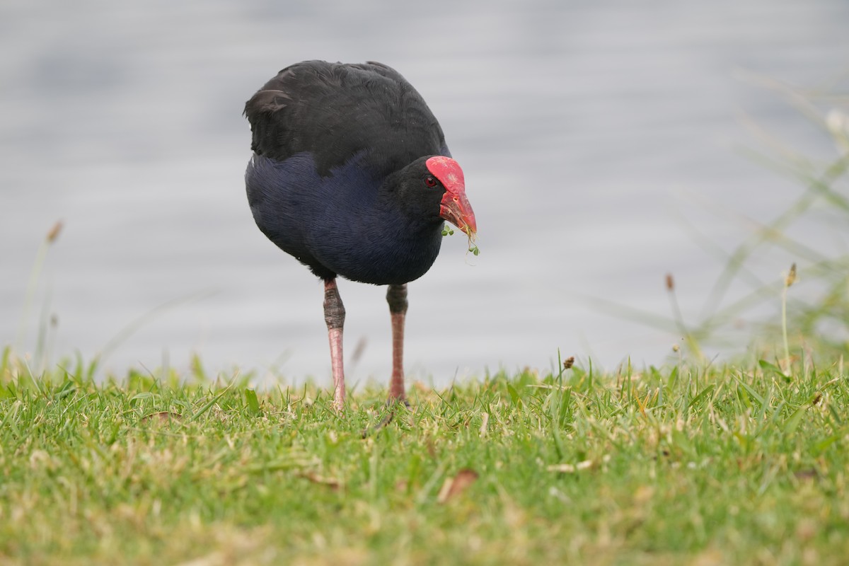 Australasian Swamphen - ML632291961
