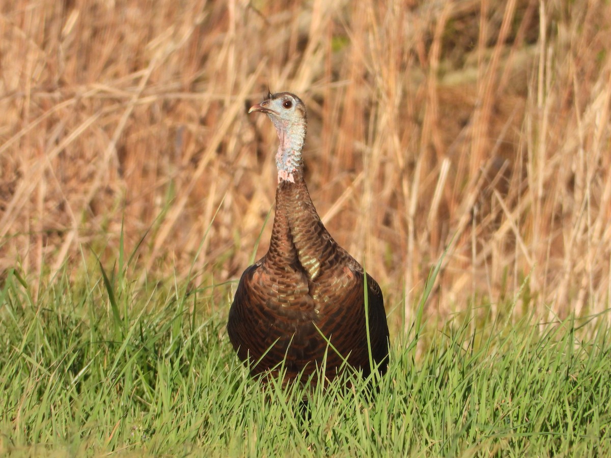 Wild Turkey - ML632292023