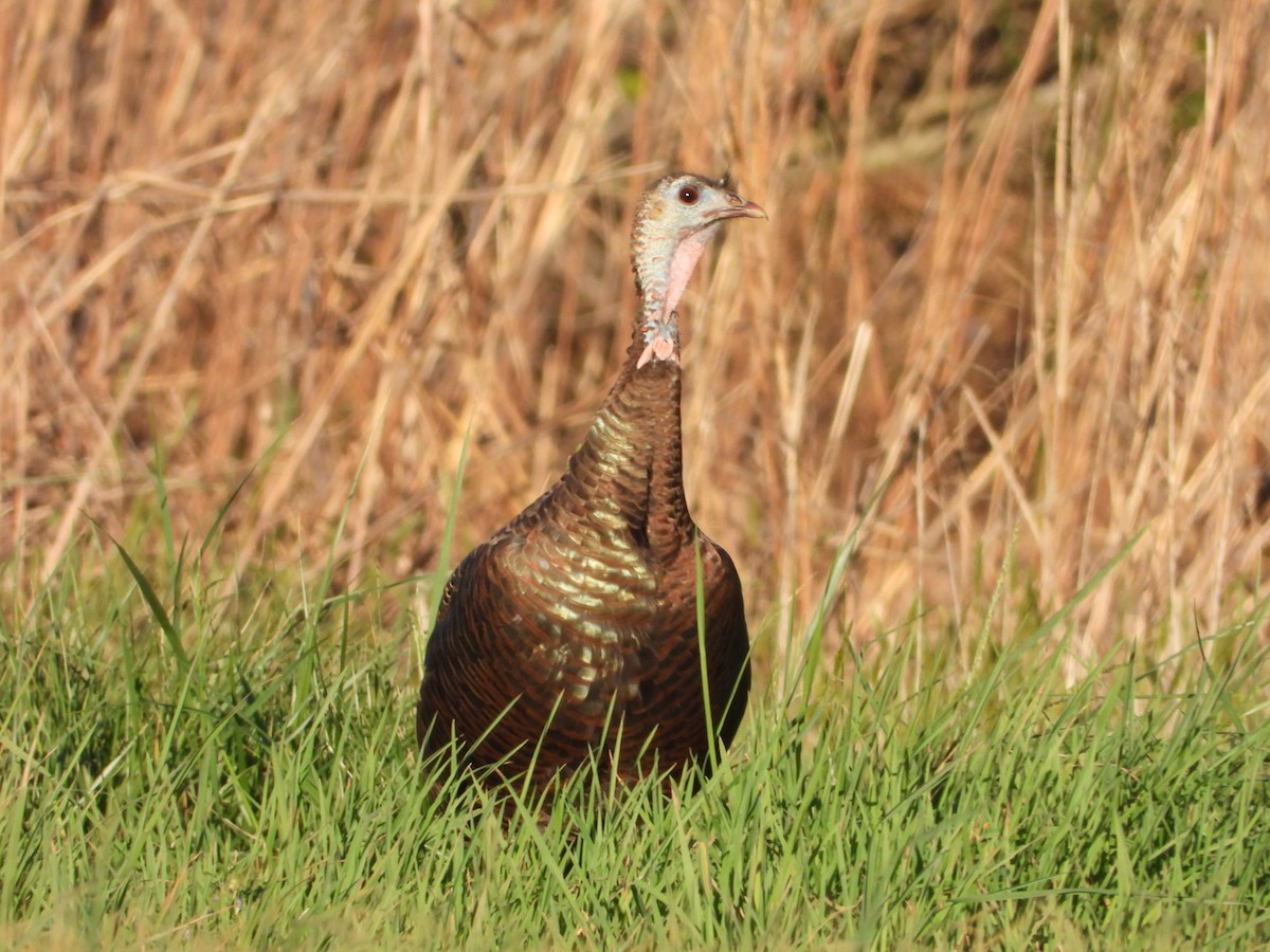 Wild Turkey - ML632292029
