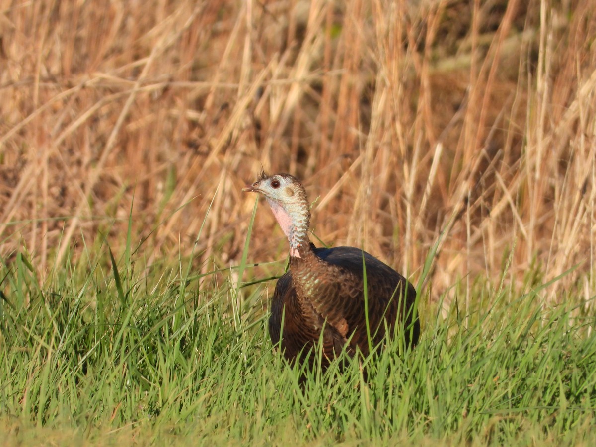 Wild Turkey - ML632292031