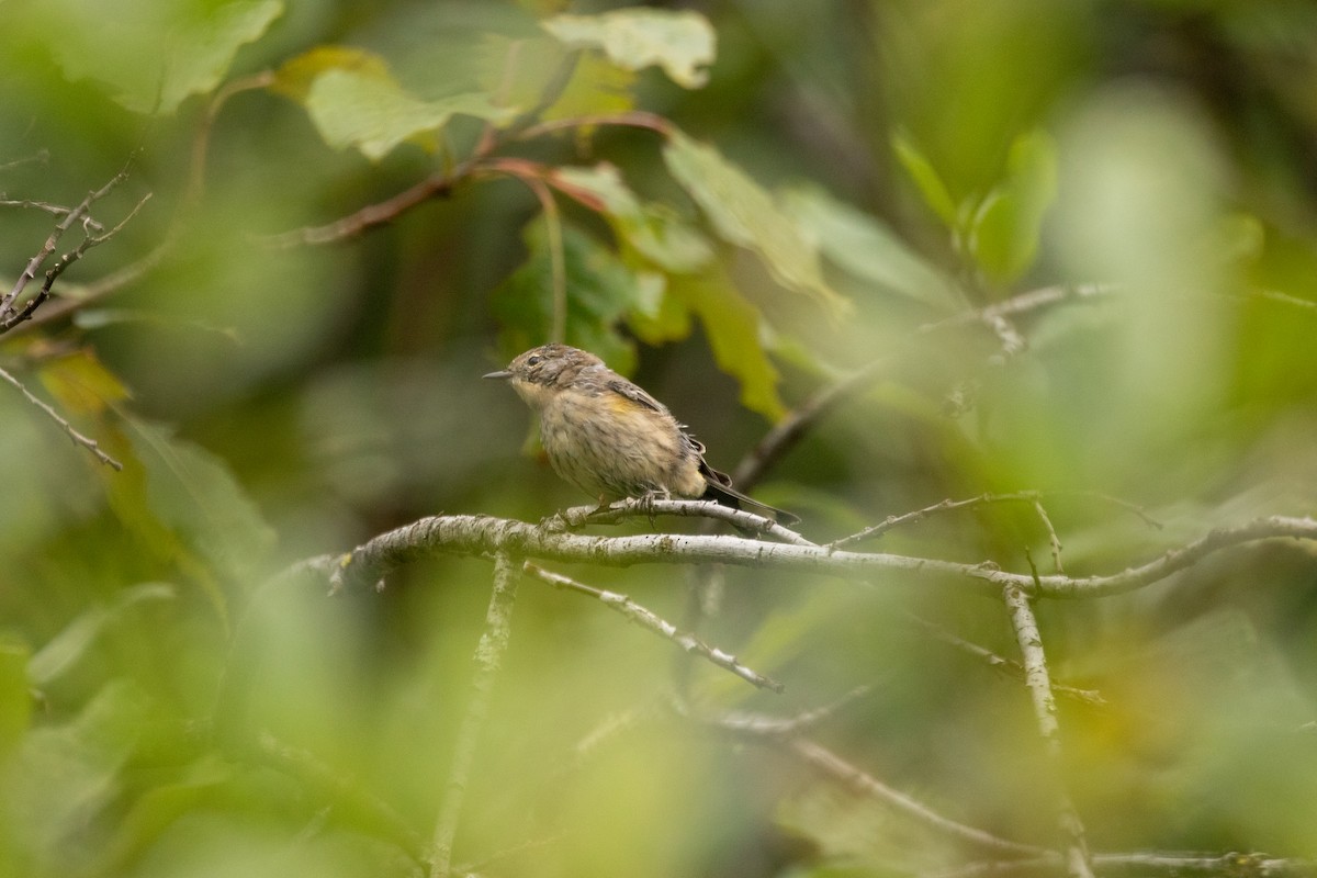Yellow-rumped Warbler - ML632292287