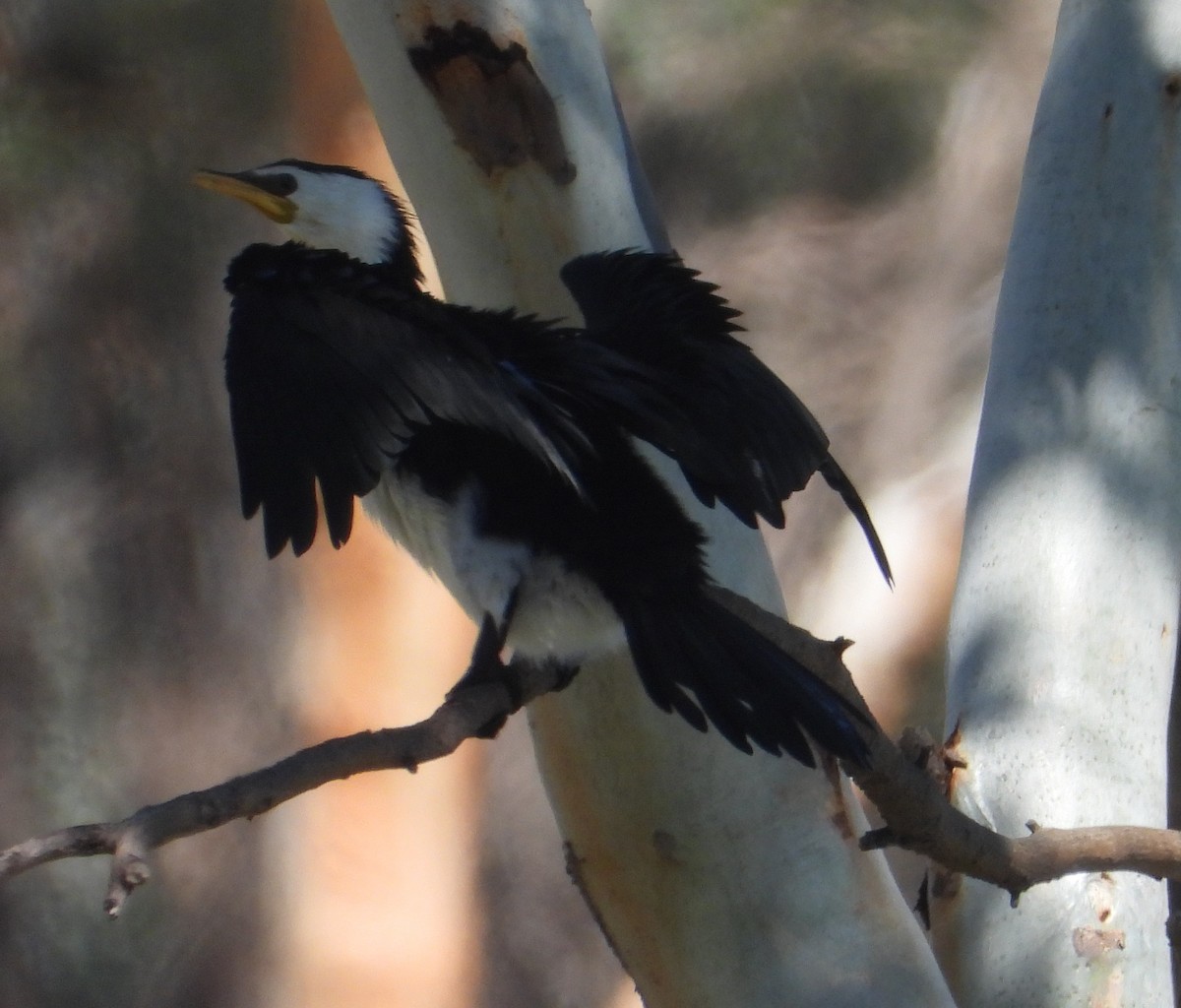 Little Pied Cormorant - ML632292314