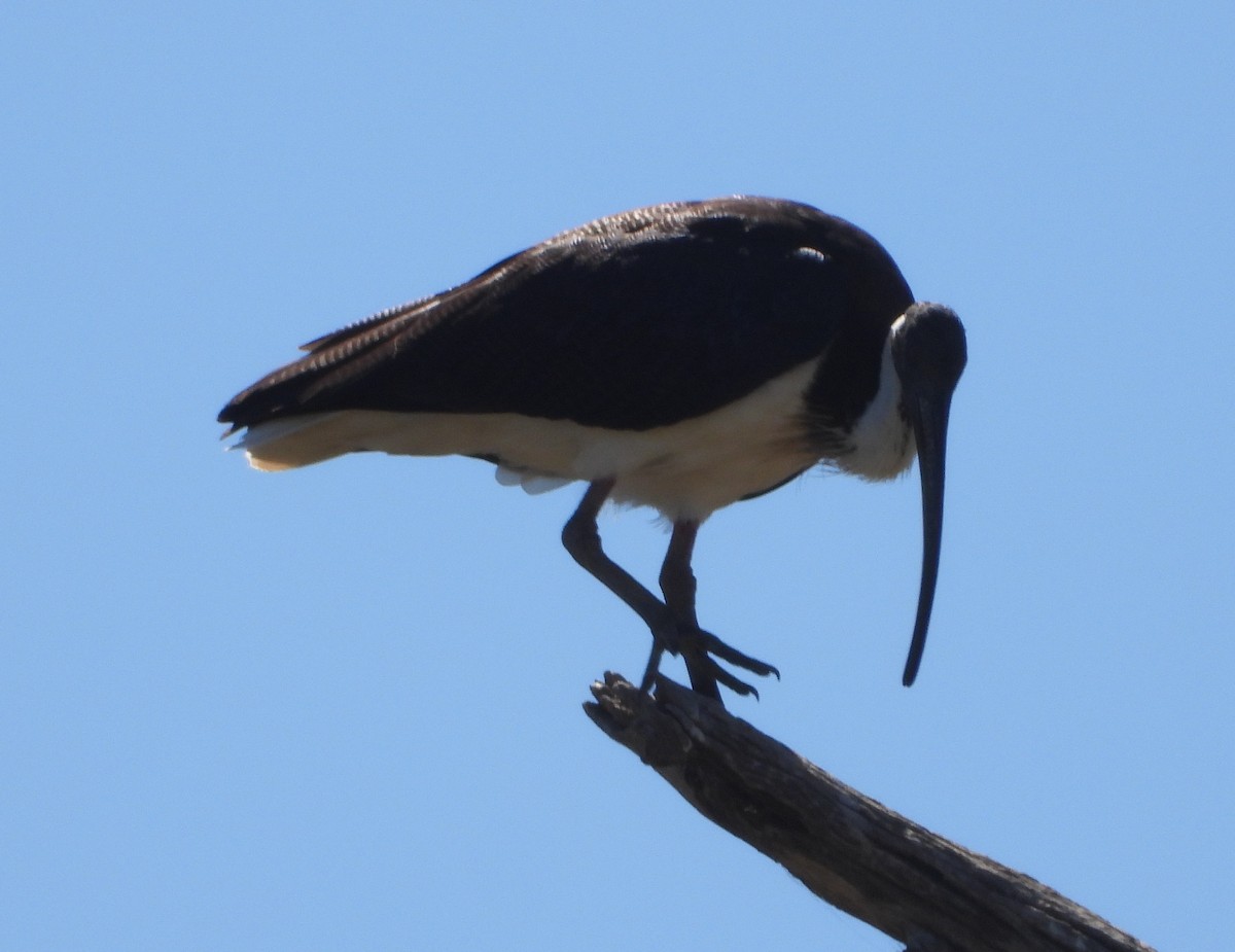 Straw-necked Ibis - ML632292319
