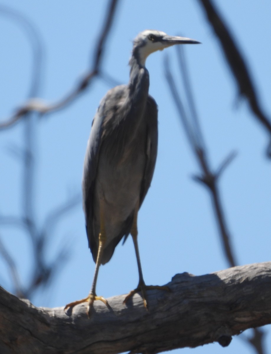 White-faced Heron - ML632292327