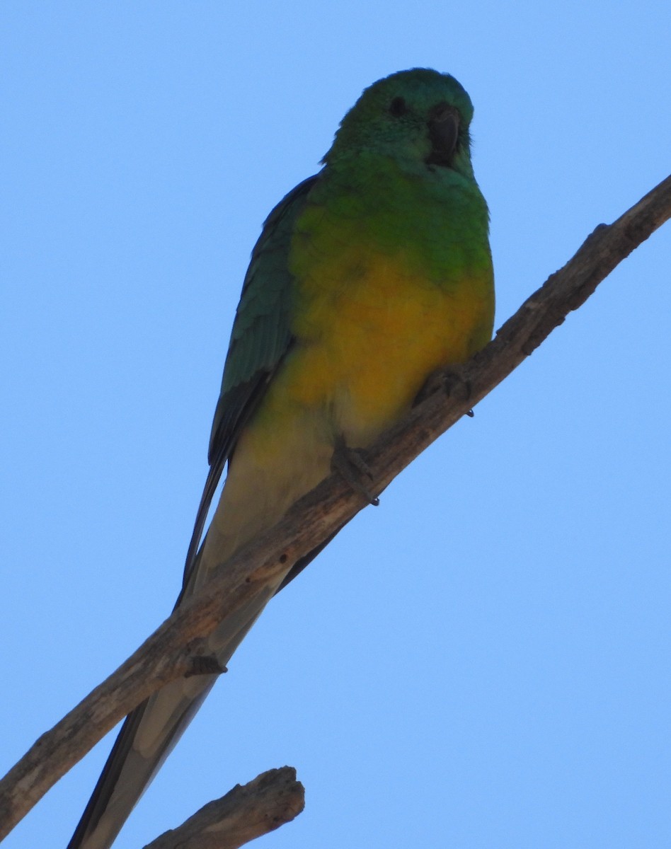 Red-rumped Parrot - ML632292330
