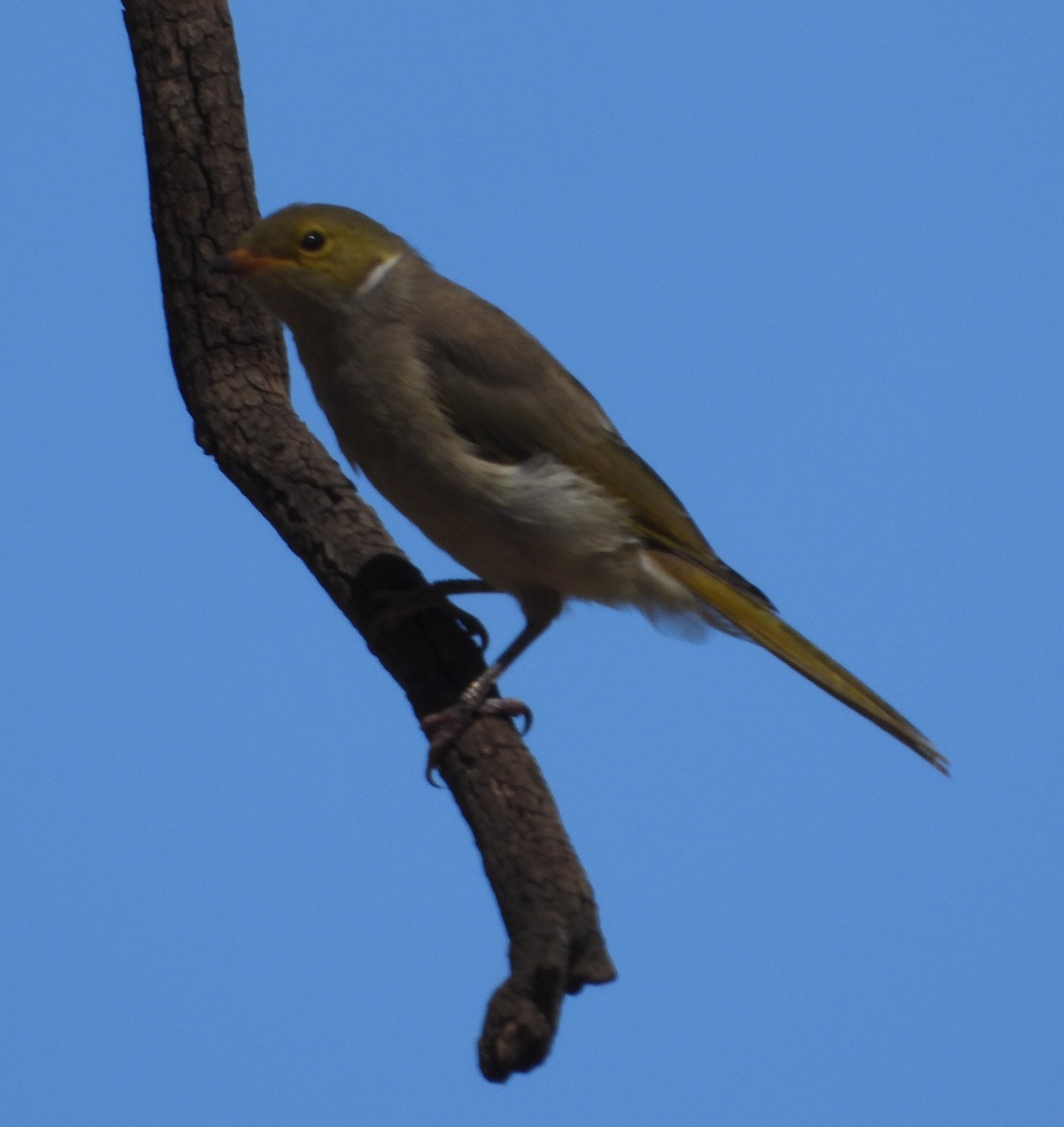 White-plumed Honeyeater - ML632292341