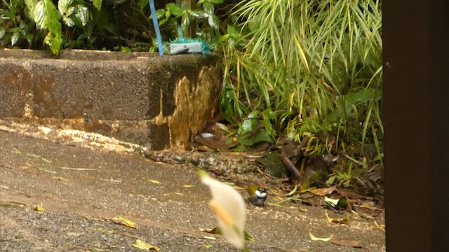 クリボウシヤブシトド - ML632292350
