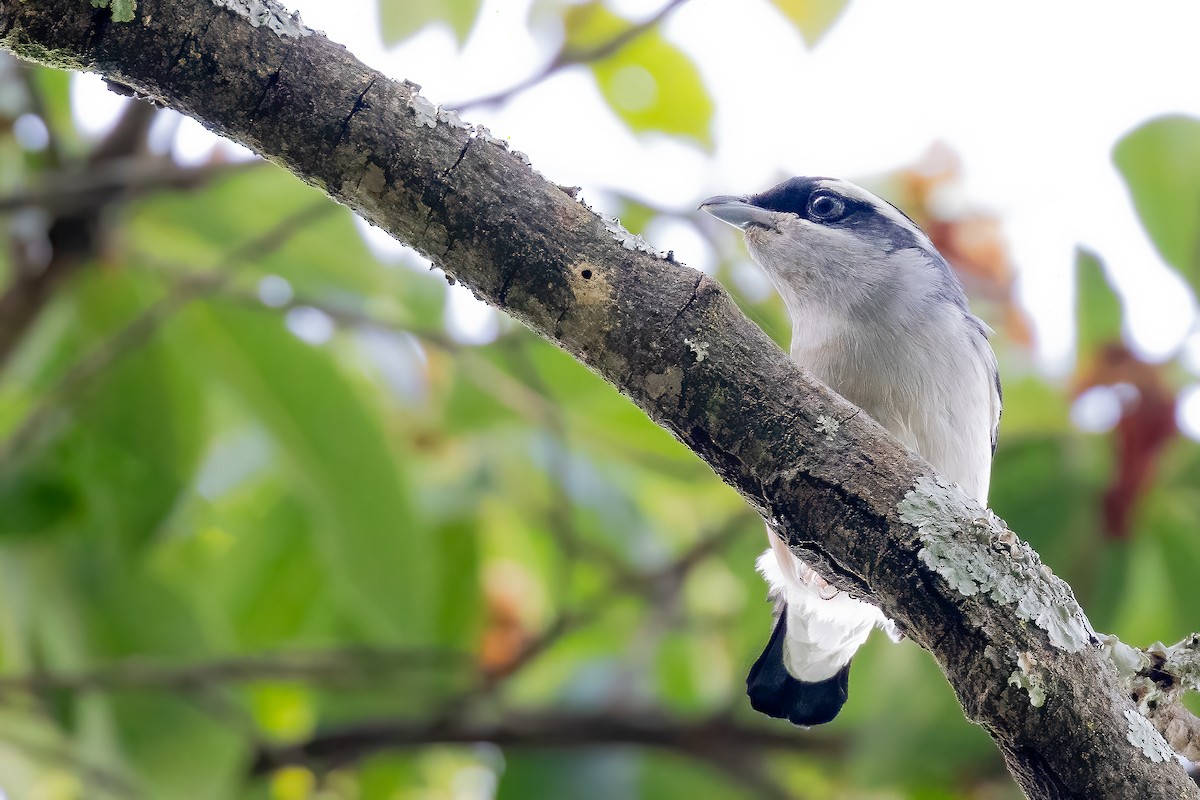 White-browed Shrike-Babbler (Gray-breasted) - ML632292400