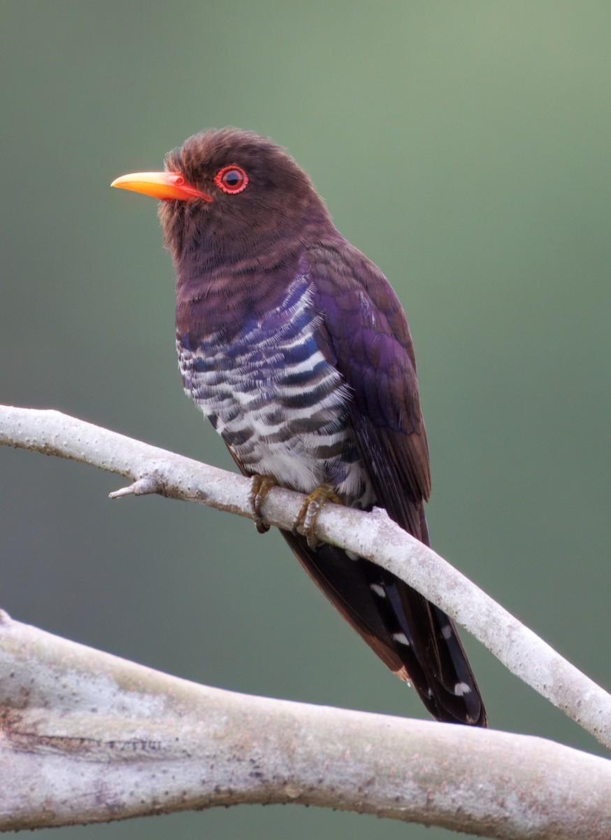 Violet Cuckoo - ML632292632