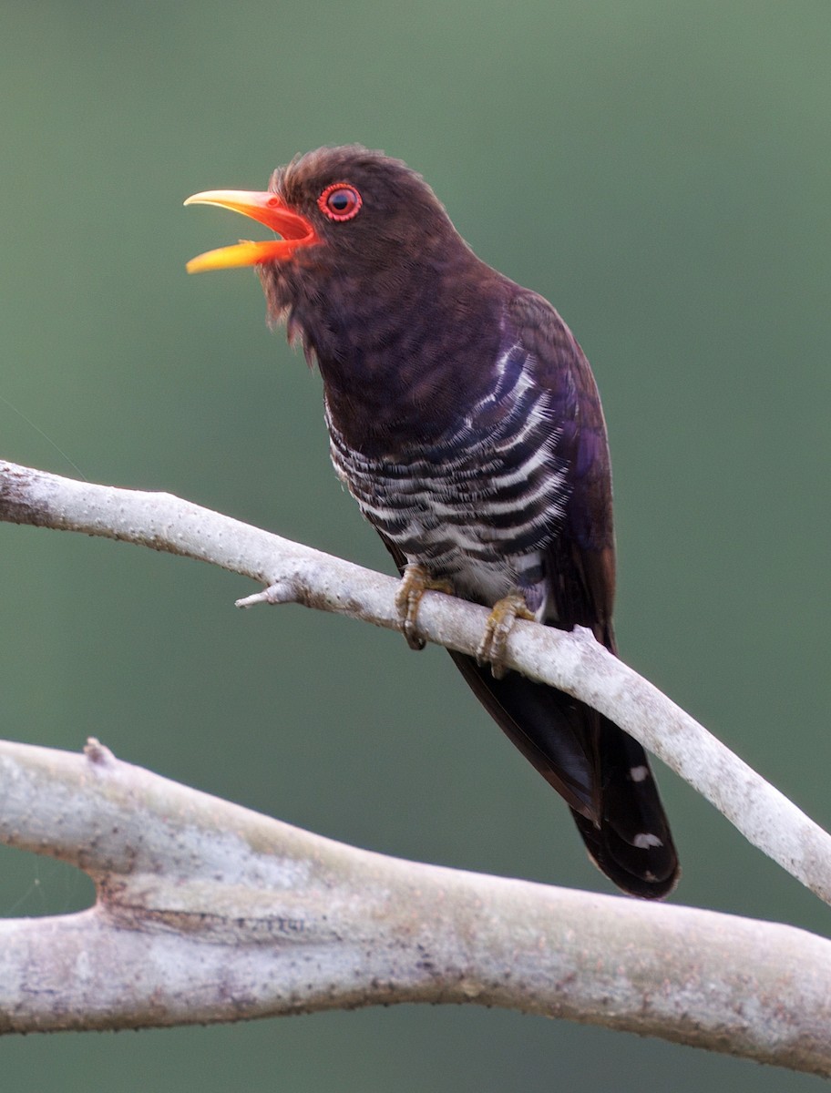 Violet Cuckoo - ML632292633