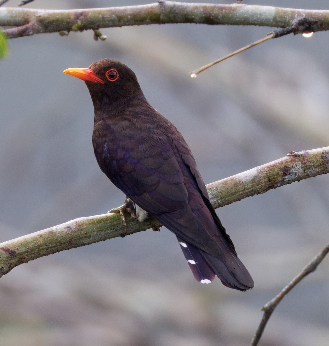 Violet Cuckoo - ML632292634