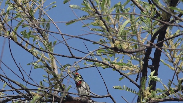 Coppersmith Barbet - ML632292656