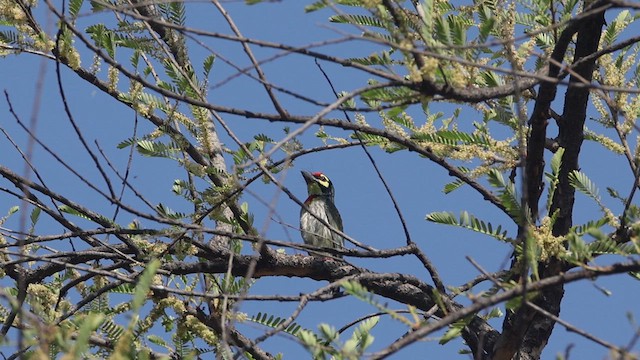 Coppersmith Barbet - ML632292657