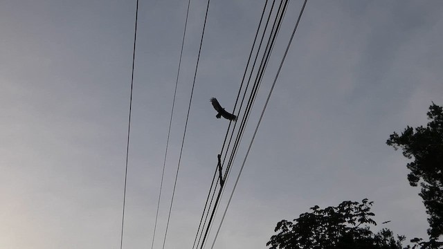 Turkey Vulture - ML632292696