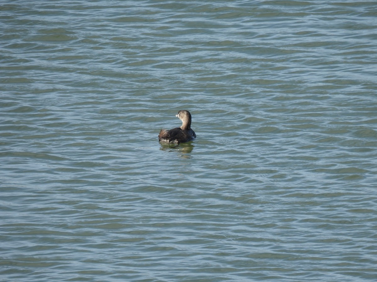 Pied-billed Grebe - ML632292730