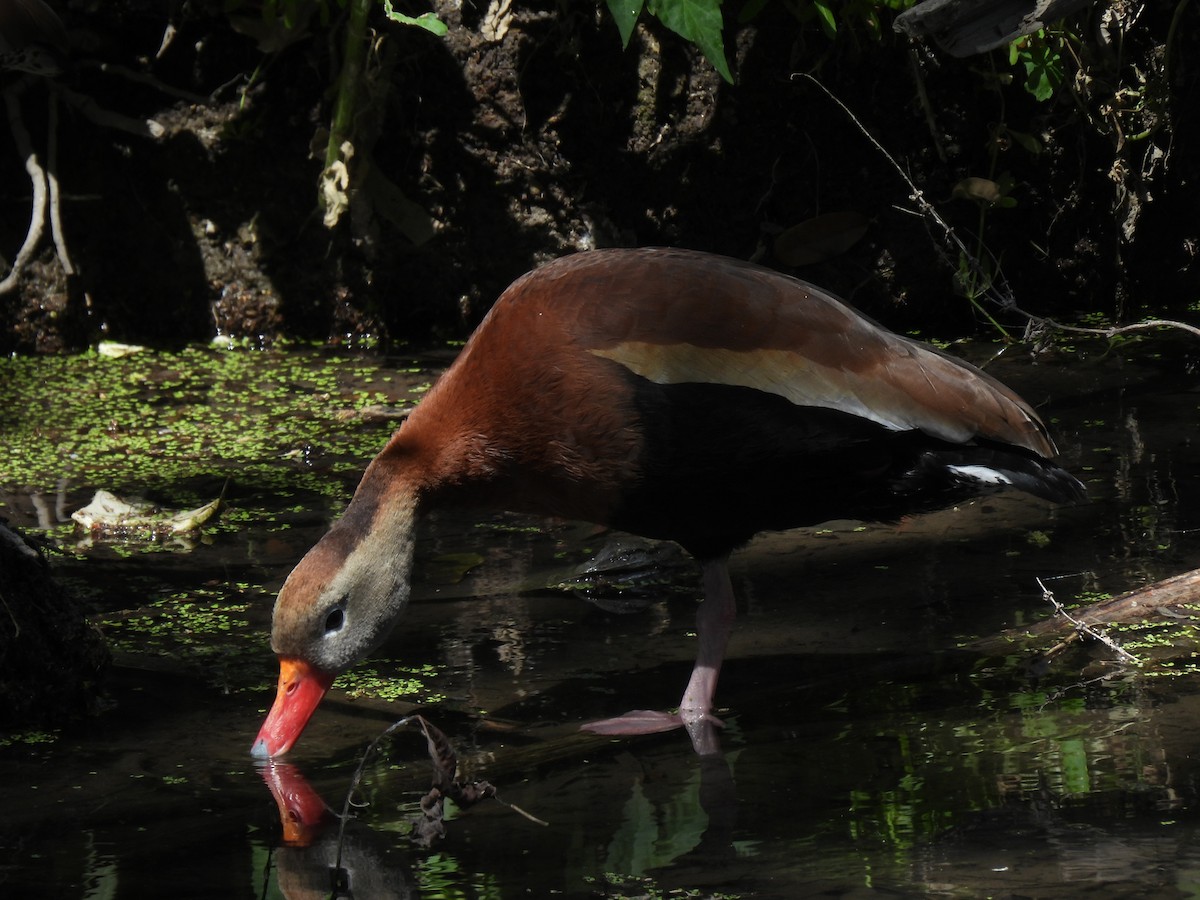 Black-bellied Whistling-Duck (fulgens) - ML632292755