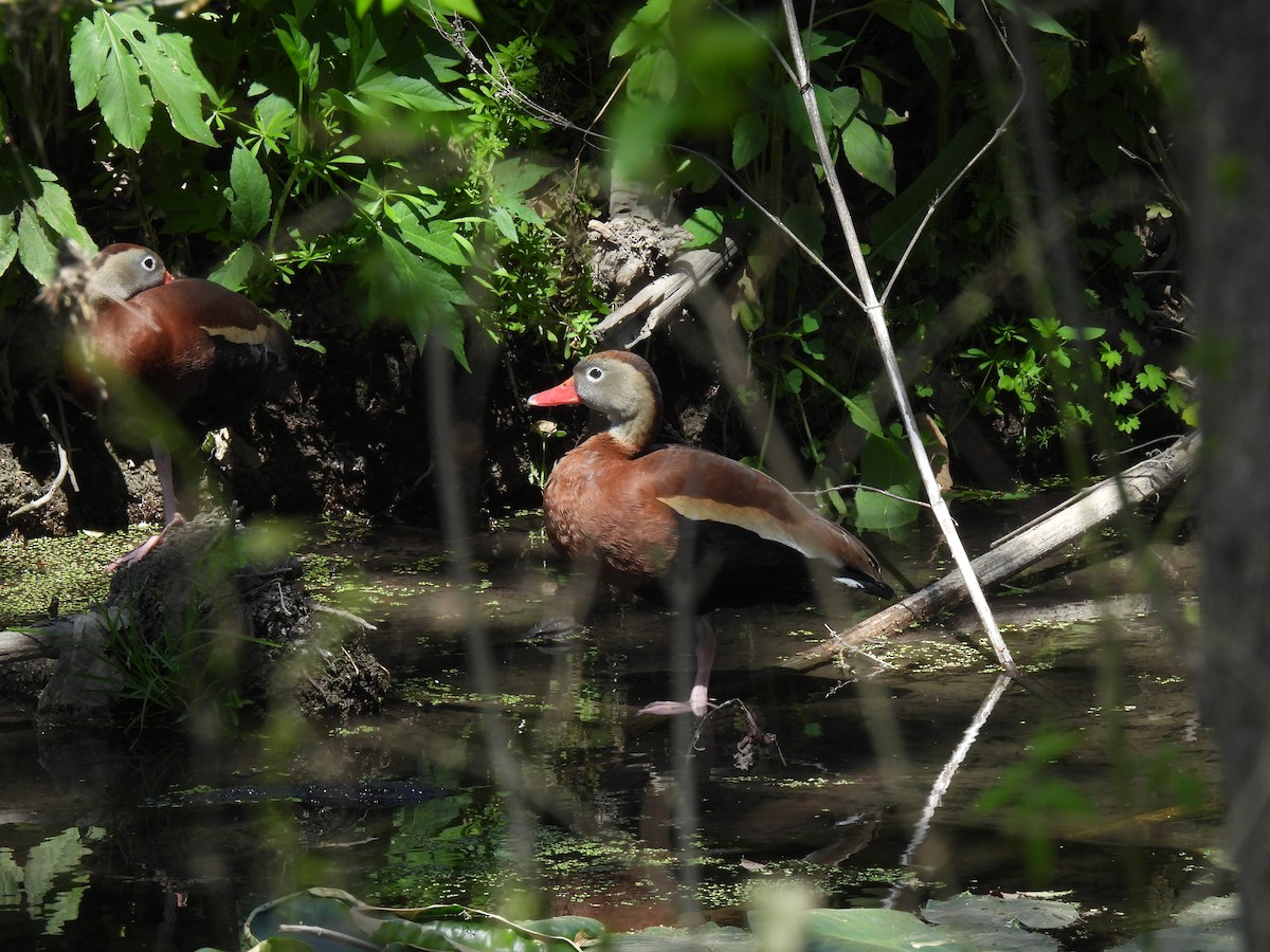 Black-bellied Whistling-Duck (fulgens) - ML632292763