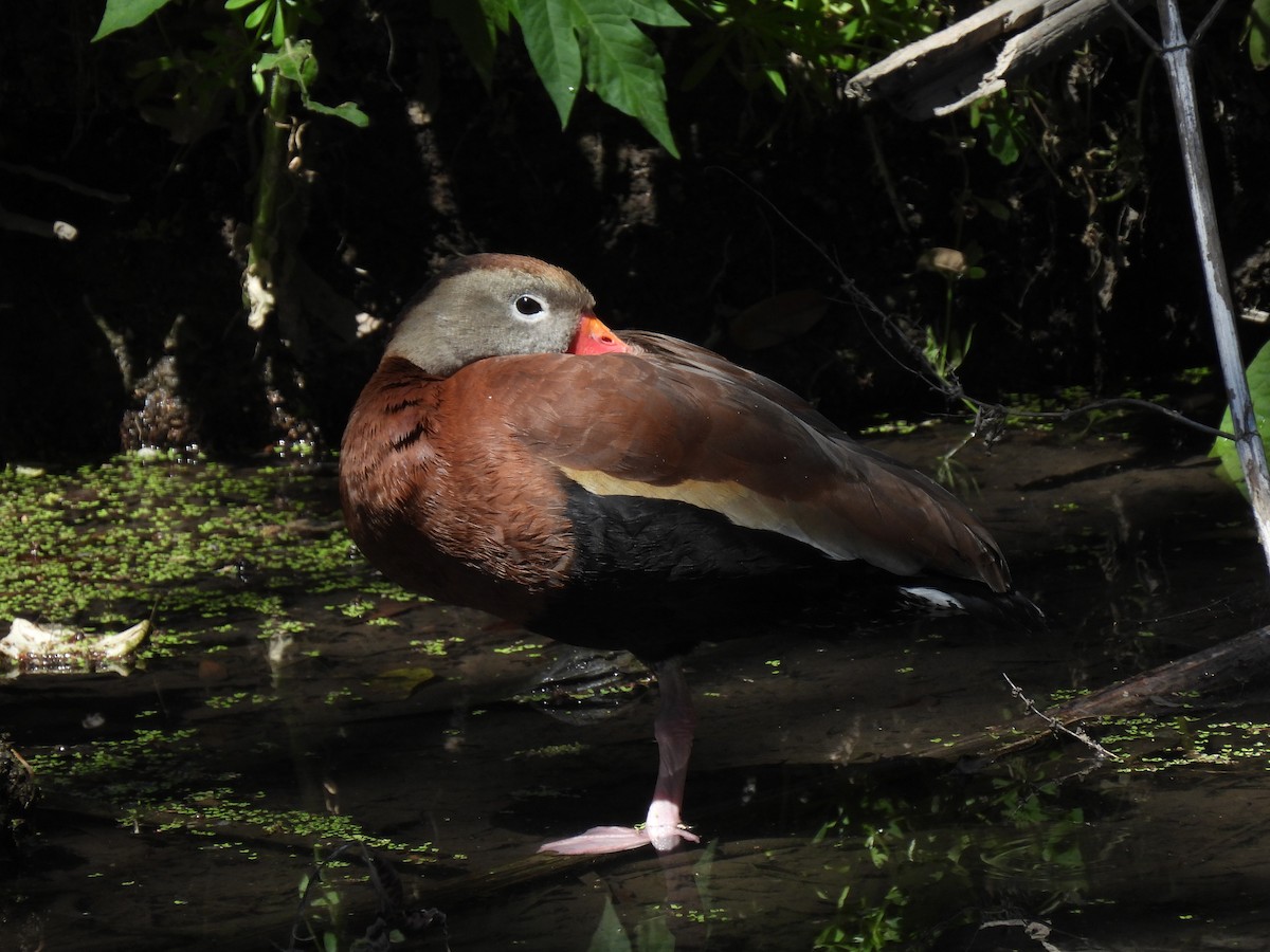 Black-bellied Whistling-Duck (fulgens) - ML632292764