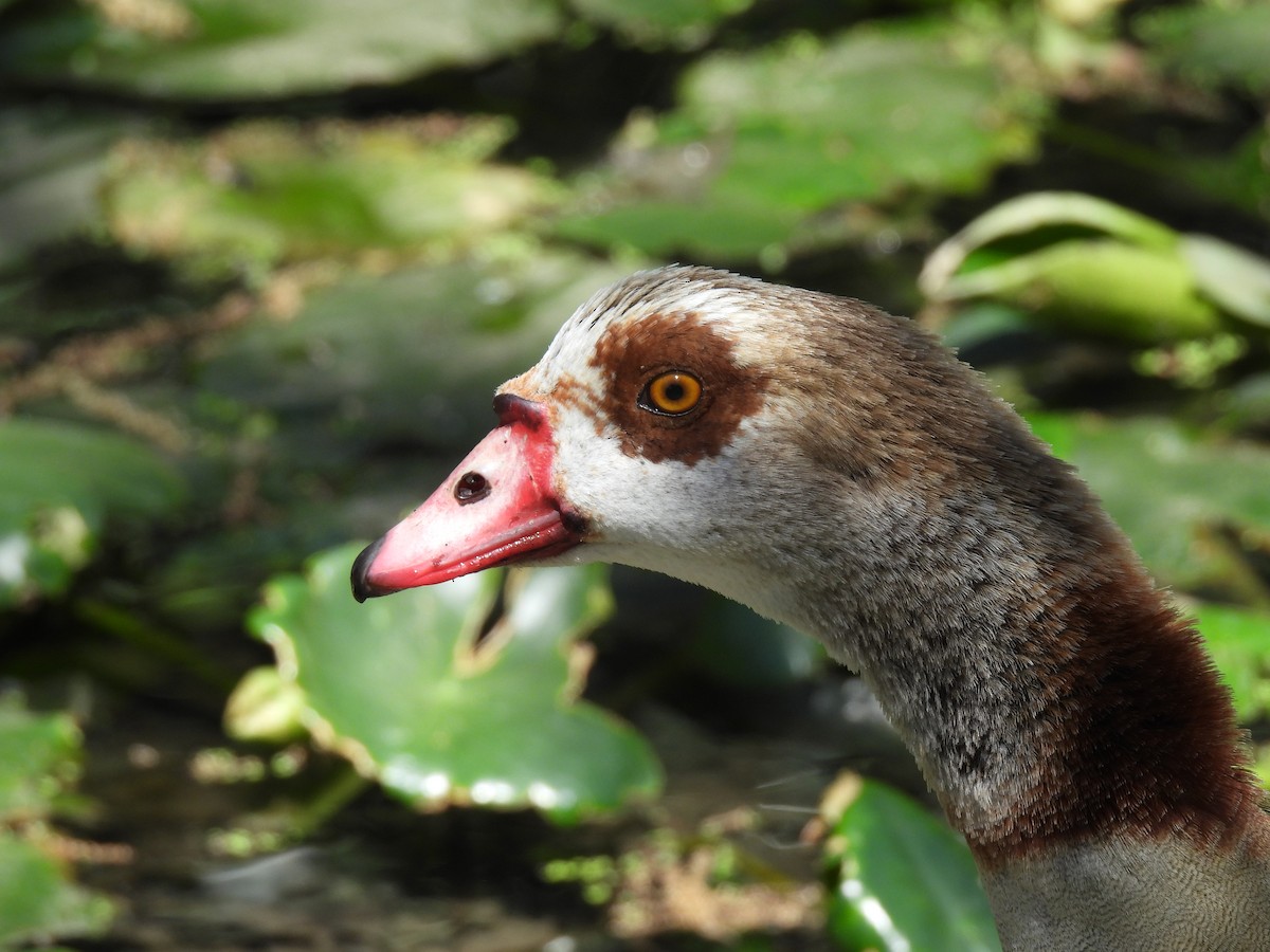 Egyptian Goose - ML632292766