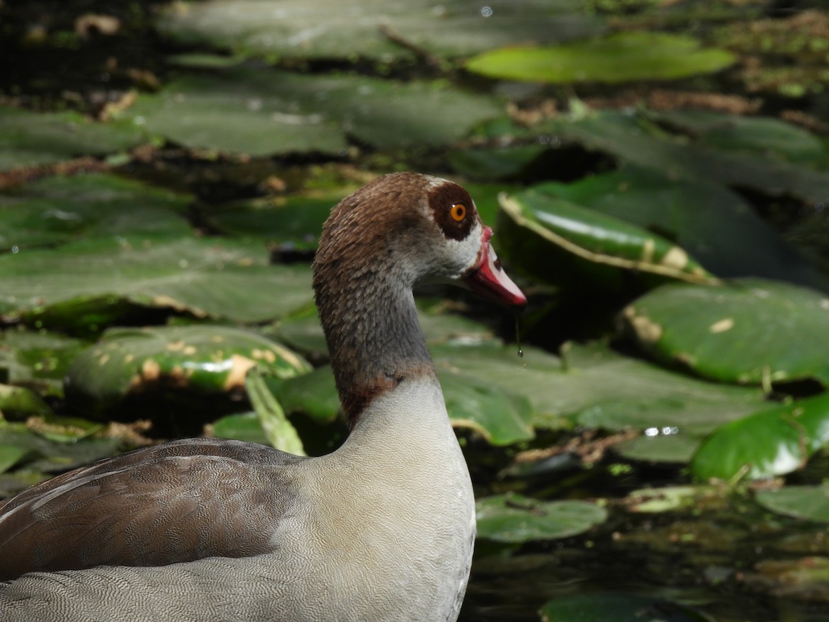 Egyptian Goose - ML632292767