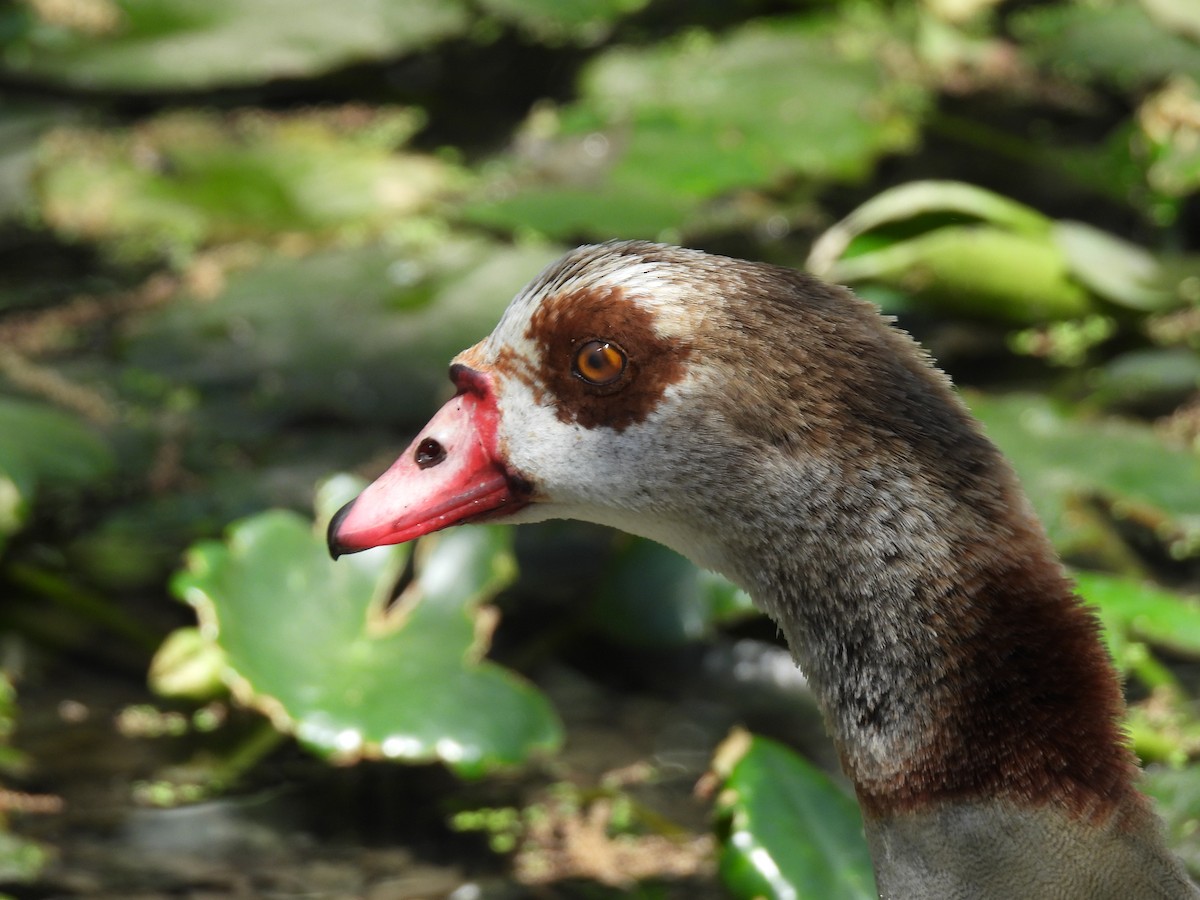 Egyptian Goose - ML632292768