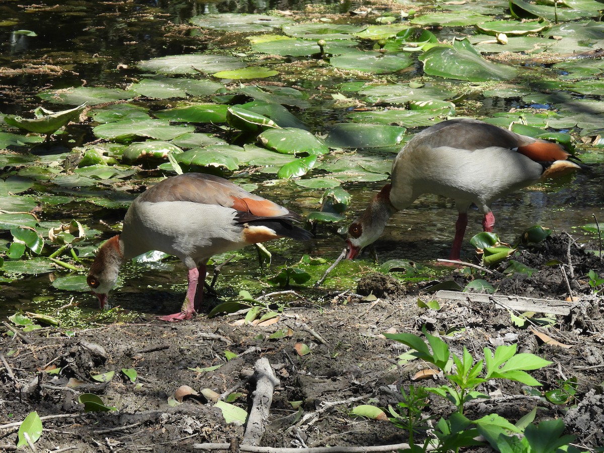 Egyptian Goose - ML632292769