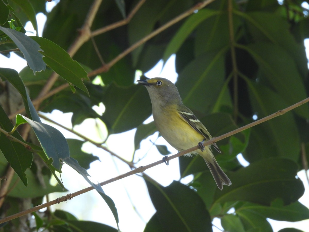 White-eyed Vireo - ML632292803