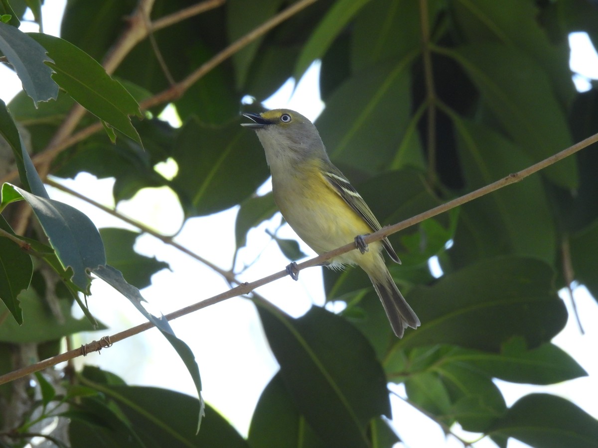 White-eyed Vireo - ML632292804