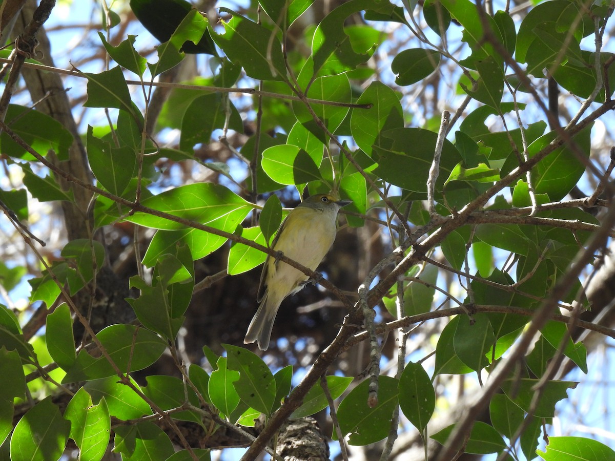 White-eyed Vireo - ML632292805