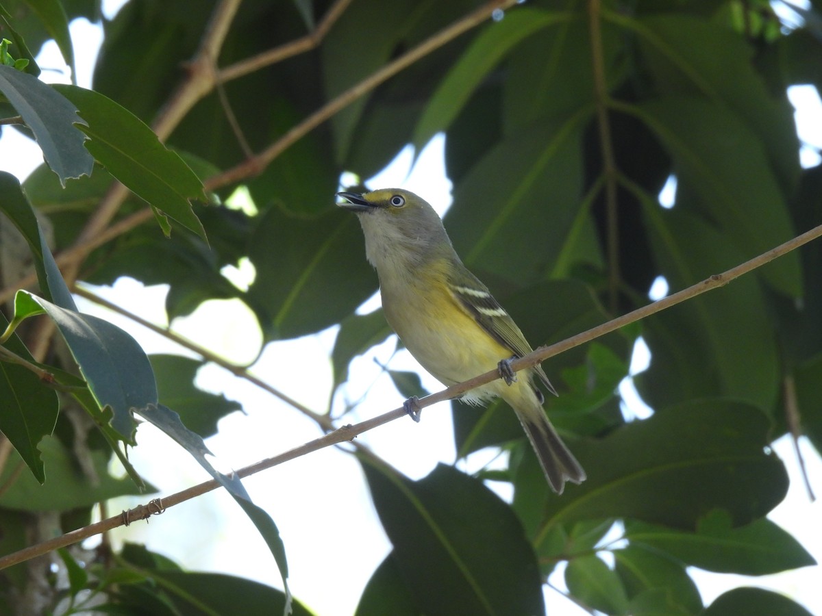 White-eyed Vireo - ML632292806