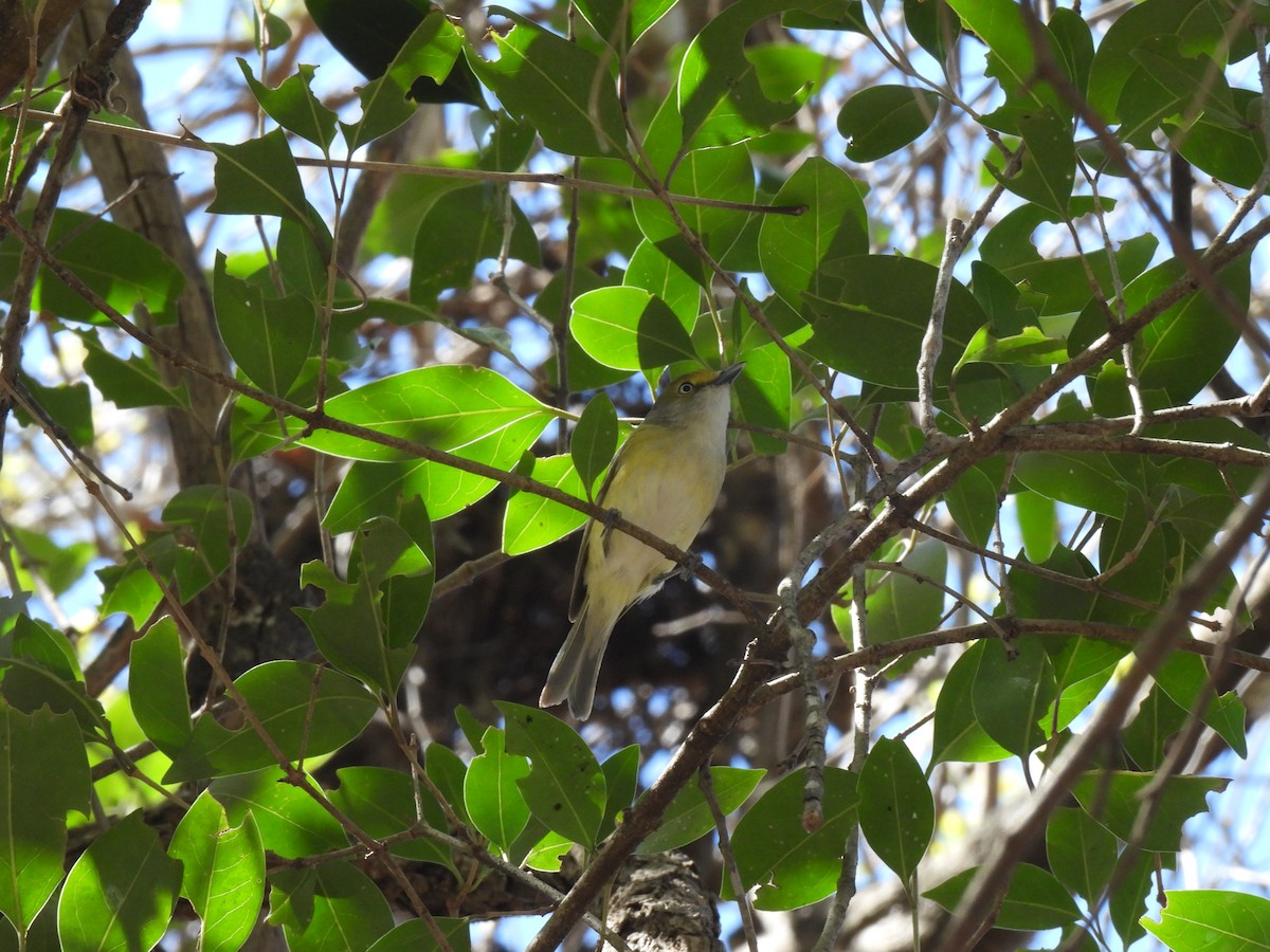 White-eyed Vireo - ML632292807