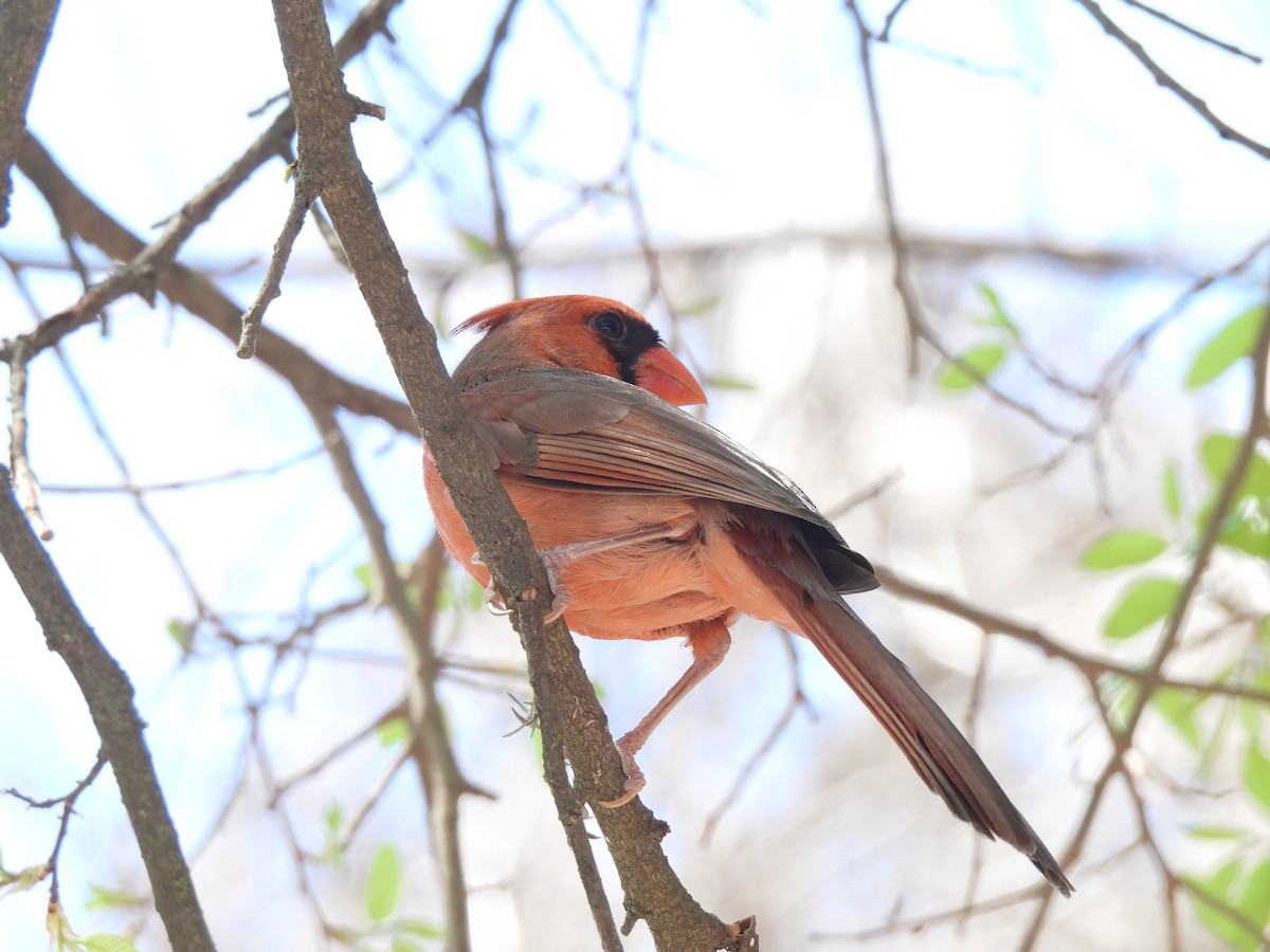 Northern Cardinal (Common) - ML632292809