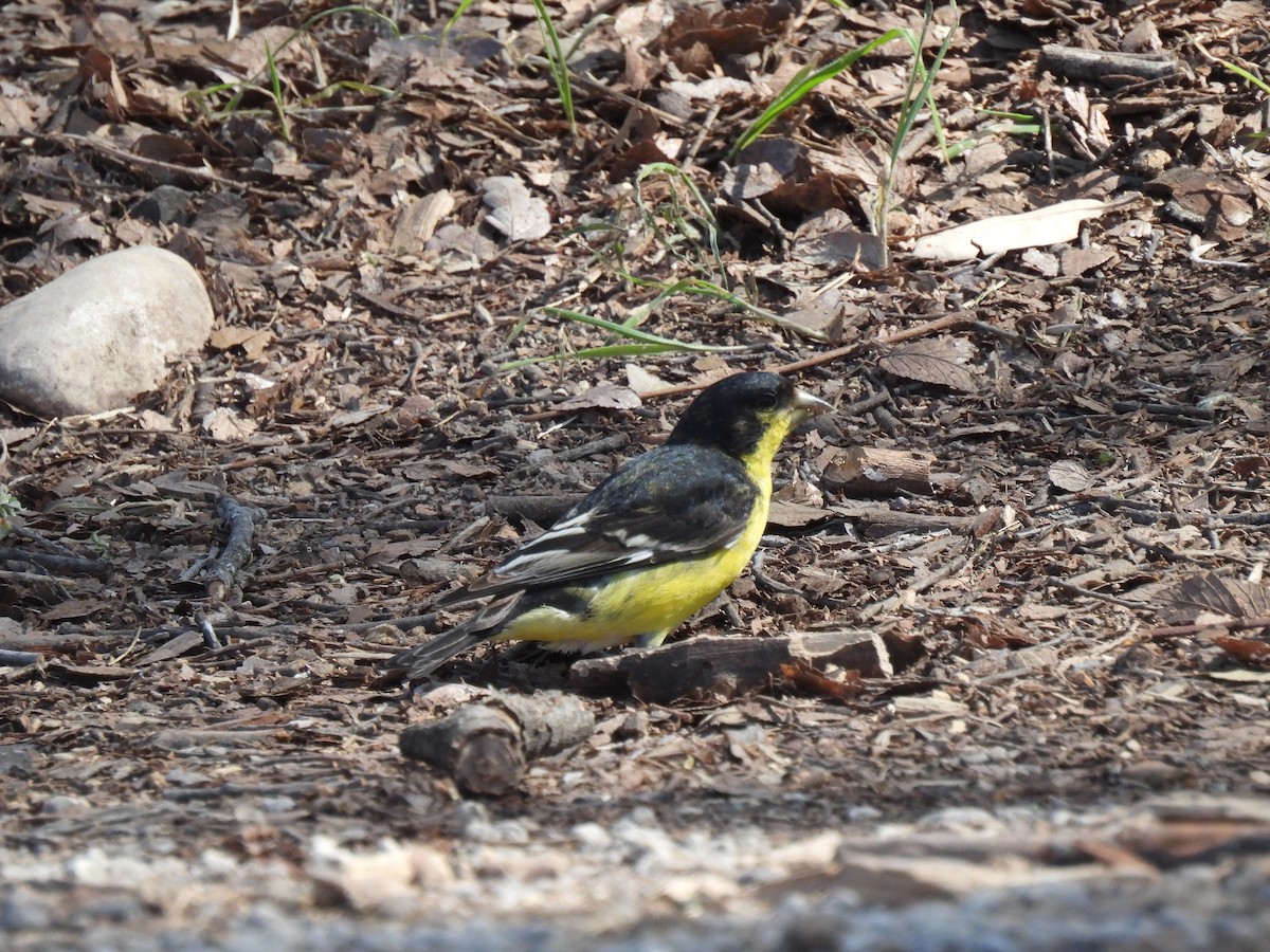 Lesser Goldfinch - ML632292826